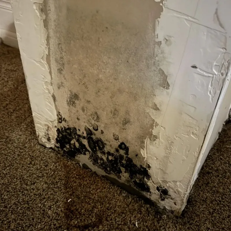 Professional Mold Removal in Bemidji, MN